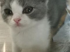 -飞行喵MR PILOT|猫舍·猫咖(静安大融城店)