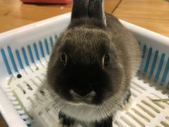 -藦茜花园宠物主题亲子互动体验馆(国顺东路店)