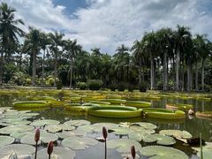 -中国科学院西双版纳热带植物园