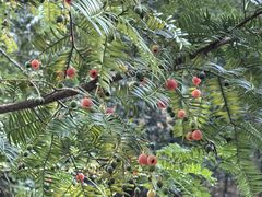-天目山大树王景区