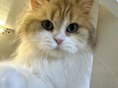 -十月米努特矮脚猫舍