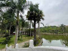 -金花茶公园