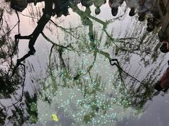 -趵突泉景区