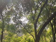 -大雁山风景区