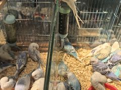 -青石桥花鸟鱼虫市场(叠翠城店)