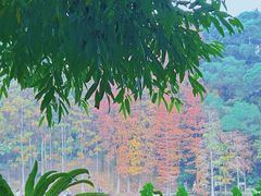 -深圳仙湖植物园