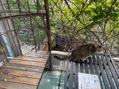 -喵屿·大理花园猫咖