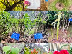 -中国科学院西双版纳热带植物园