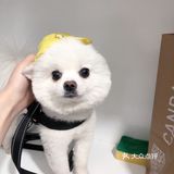 带帽子的小可爱