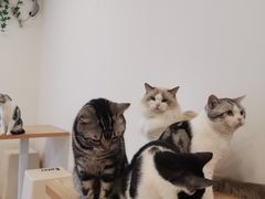 -有喵·猫咖·狗咖·30几只猫10只小狗(岗厦店)