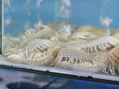-渔民船说·北塘海鲜·天津菜·海肠捞饭(北塘古镇店)