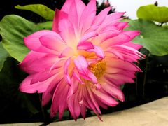 -南戴河国际娱乐中心