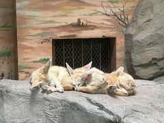 -上海野生动物园