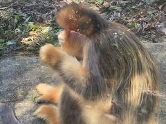 -贵州森林野生动物园