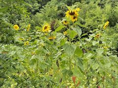 -高荡千年布依古寨旅游景区