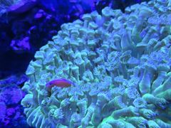 -上和臻品中国菜(花园街店)