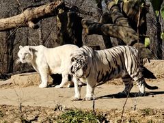 -北京野生动物园