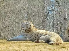 -北京野生动物园