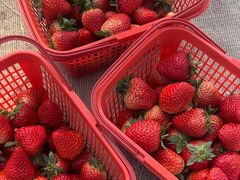 -喜杨洋草莓采摘园