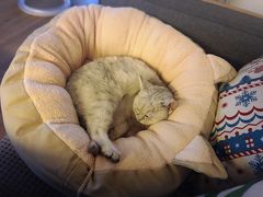 -猫大福·Fortune Cat猫舍(百子湾店)