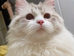 -Bastet sally猫舍购宠(静安店)