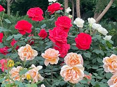 -莲花池公园