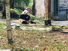 -都江堰中华大熊猫苑
