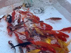 -华声天桥民俗文化园