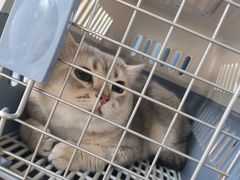 -伟伟宠物医院·瑞派猫友好医院·猫科(光谷店)