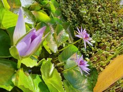 -国家植物园南园