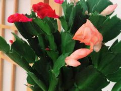 -成都濑川外国语学校