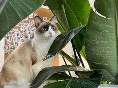 -李小姐の猫咖啡馆(五角场店)