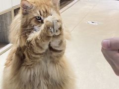 -藏猫猫咖啡主题馆(中央大道店)