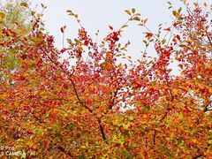 -大兴滨河森林公园