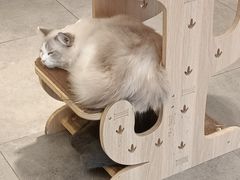-飞行喵MR PILOT|猫舍·猫咖(静安大融城店)