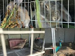 -樂桃源奉贤黄桃种植采摘基地
