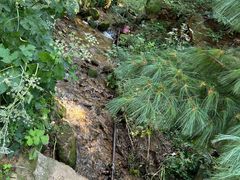 -鲁山国家森林公园