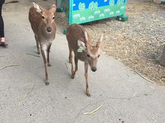 -鹿境梅花鹿生态园区