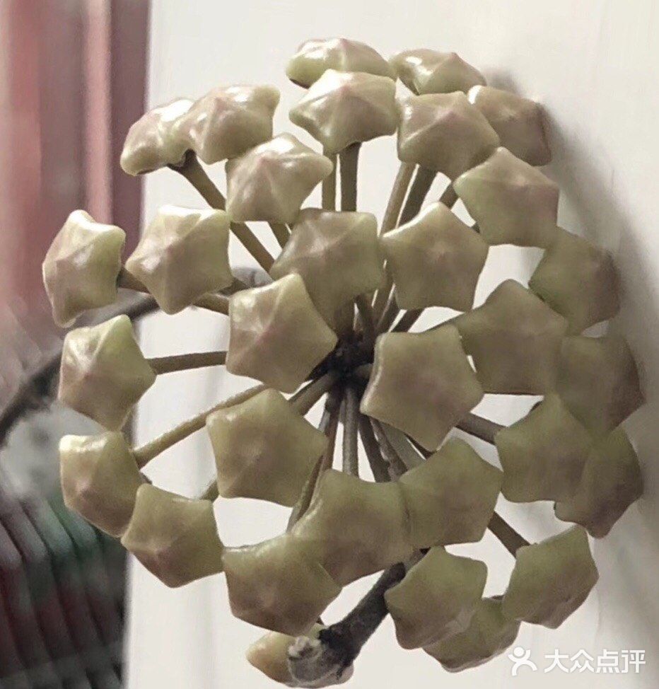 要在半阴条件下接受温暖充足的光照滋养，盆土不干不浇