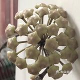 要在半阴条件下接受温暖充足的光照滋养，盆土不干不浇