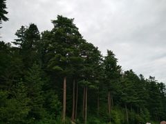 -五营红松林海景区