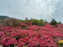 -木兰云雾山
