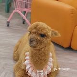 天津首家🔥洛丽塔换装萌宠乐园🦙