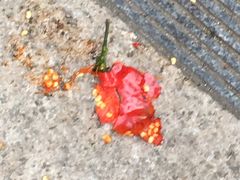 -东北人粗粮饺子坊(南山店)