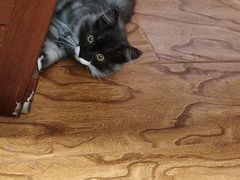 -宠福鑫康馨动物医院·骨科·眼科