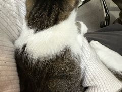 -瑞派宠物医院·犬猫全科·猫友好(宾水西道店)