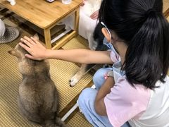 -柴迷FANS CLUB·柴犬狗咖·猫咖
