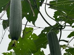 -尚果生态采摘园