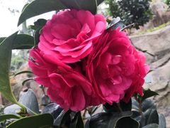 -深圳国际园林花卉博览园