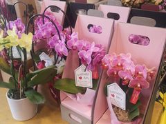 -平吉花卉市场